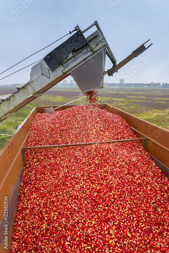 Cranberry harvest, Keefer Farms, Richmond, British Columbia, Canada photo