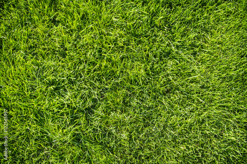Background of bright green grass