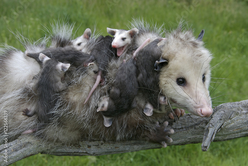 Female opossum with babies clinging to her, Minnesota, USA photo