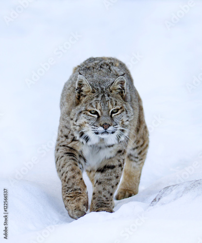 Bobcat walking on snow photo