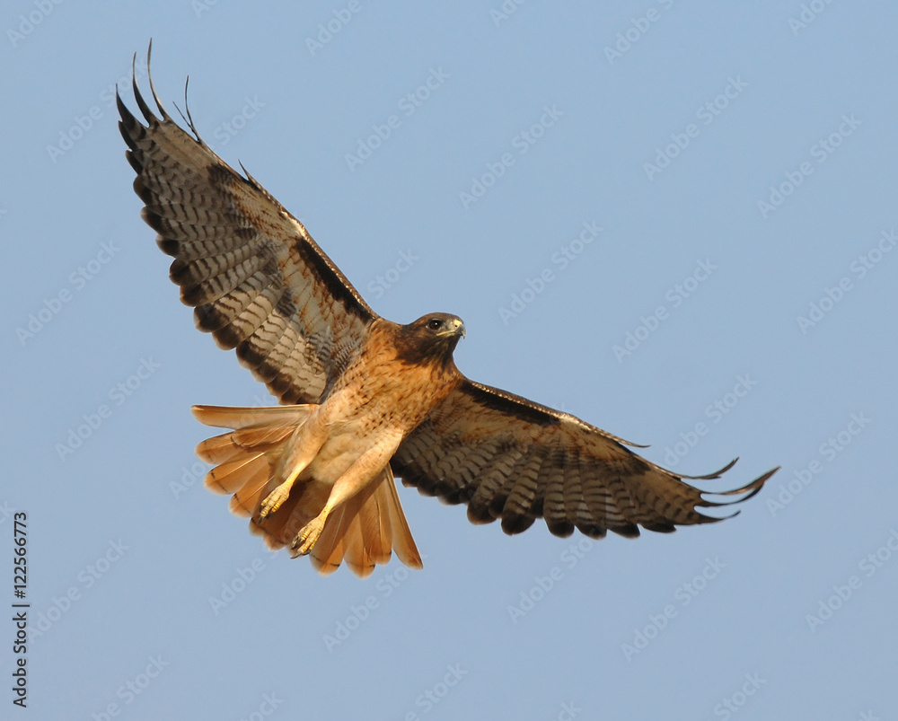 Naklejka premium Soaring Red Tail Hawk