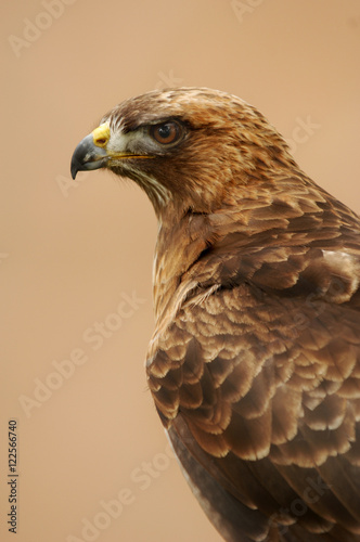 Red Tail Hawk