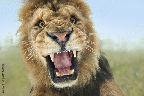 Close encounter with an attacking lion
