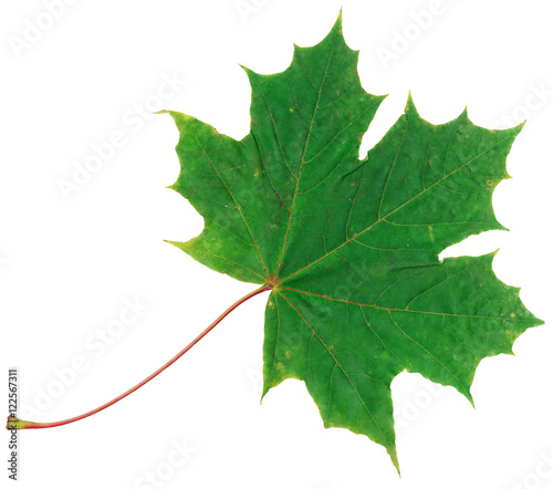 Green autumn maple leaf isolated on white background
