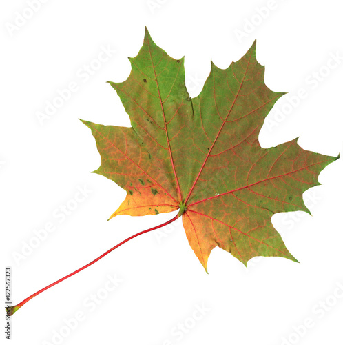 Yellow and green autumn maple leaf isolated on white background