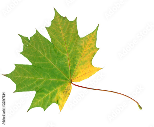 Green and yellow autumn maple leaf isolated on white background