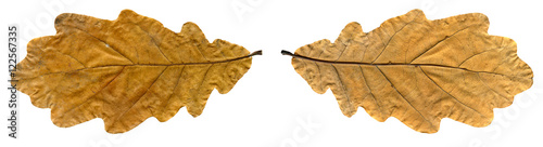 Yellow autumn leaf oak isolated on white background with path