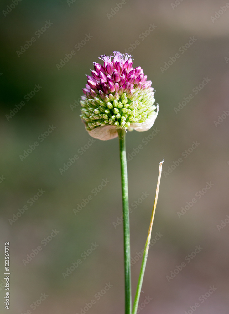 Macrophotographie d'une fleur sauvage: Ail rond (Allium rotundum) Macrophotographie d'une fleur sauvage: Ail rond (Allium rotundum)