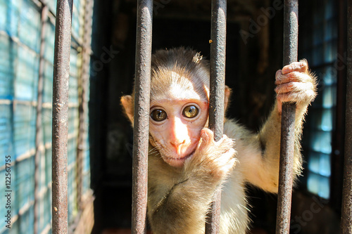 Big beautiful eyes. Monkey sitting behind bars