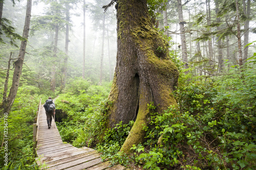 Hiker on boardwalk, western hemlock tree, Tsuga heterophylla, West Coast Trail, Pacific Rim National Park Reserve, Vancouver Island, BC, Canada. photo