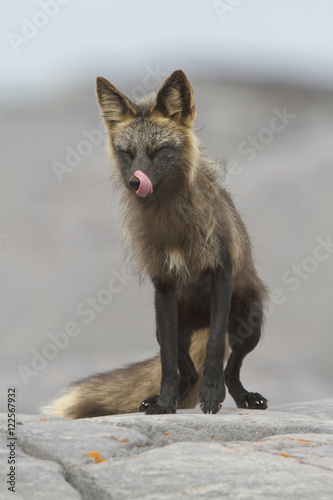 Arctic Fox (Vulpes lagopus) perched on a rock in Churchill, Manitoba, Canada. photo