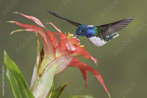 White-necked Jacobin (Florisuga mellivora) feeding at a flower while flying at Bueneventura Lodge in southwest Ecuador. photo