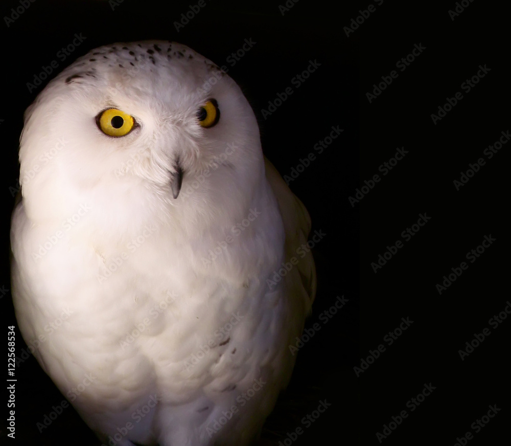 Obraz premium Snowy Owl