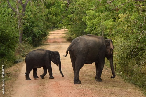 Elephants crossing a country road