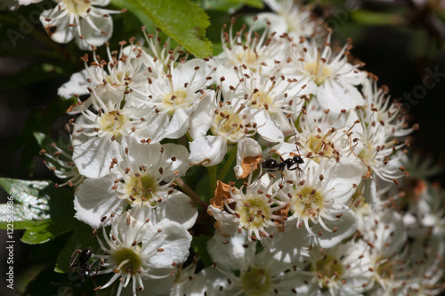 Macrophotographie d'une fleur sauvage: Aubepine (Crataegus monogyna) photo