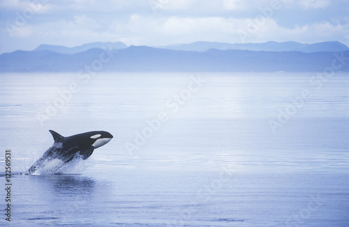 Photography Killer Whale Breaching, British Columbia, Canada.