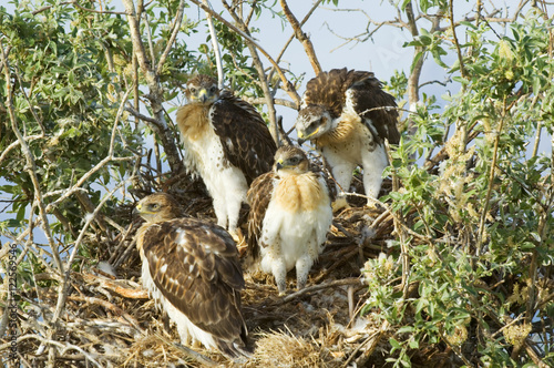 Ferruginous Hawk (Buteo regalis) Nestlings. A hawk of open dry country of western Untied States and western Canada. Becoming rare these hawks are one of the most powerful of the buteos with a long wingspread of 56 inches. West of Cardston, southwest Alberta, Canada.