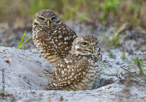 Two Burrowing Owls sitting on ground, Cape Coral, Florida, USA