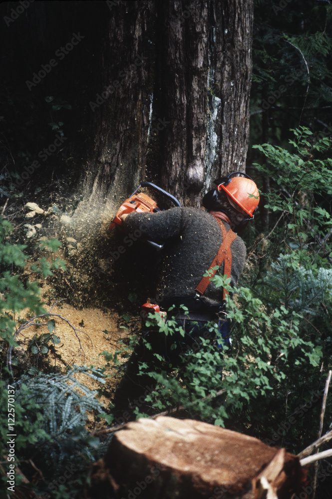 logging industry, tree faller cuts down cedar tree, Vancouver Island, British Columbia, Canada. logging industry, tree faller cuts down cedar tree, Vancouver Island, British Columbia, Canada.