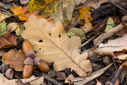 Acorns and a dry oak leaf