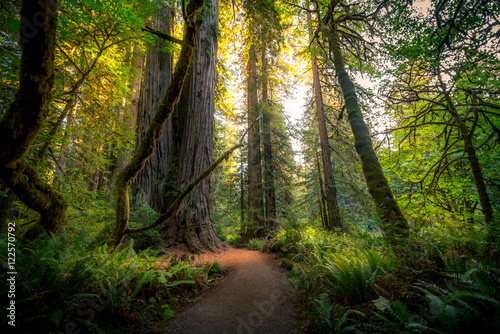Sunlit forest trail © RyanTangPhoto