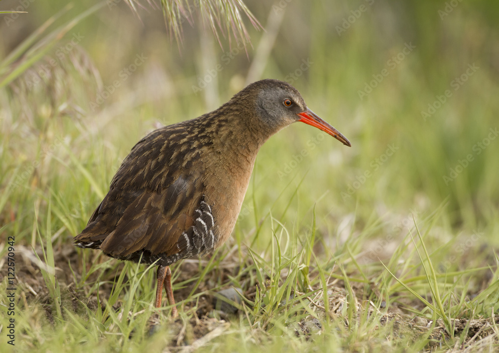 Virginia Rail, Rallus limicola, Summer Lake, Oregon, USA Virginia Rail, Rallus limicola, Summer Lake, Oregon, USA