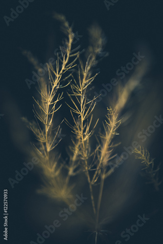 Fototapeta samoprzylepna Nasłoneczniona trawa