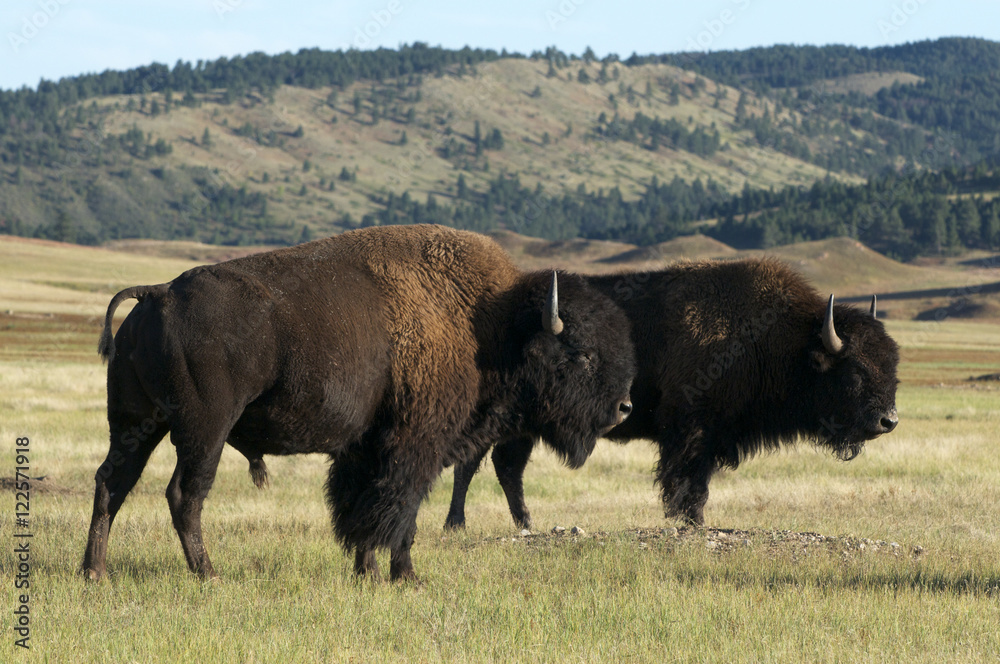 American Bison on grasslands in Custer State Park, South Dakota, North America. (Bison bison) American Bison on grasslands in Custer State Park, South Dakota, North America. (Bison bison)