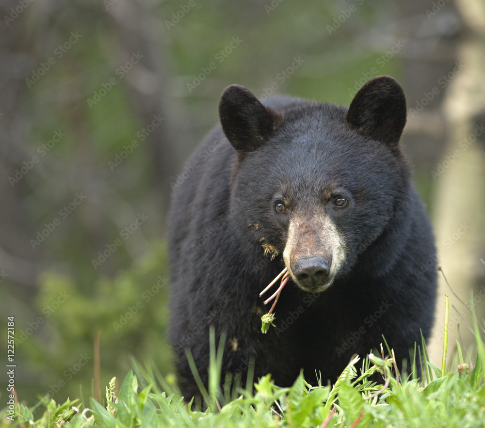 Black Bear, Waterton Lakes Provincial Park, Alberta, Canada Black Bear, Waterton Lakes Provincial Park, Alberta, Canada