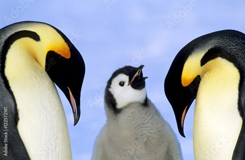 Adult emperor penguins and chick, Antarctica