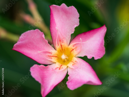Pink Rose Bay Flower Blooming