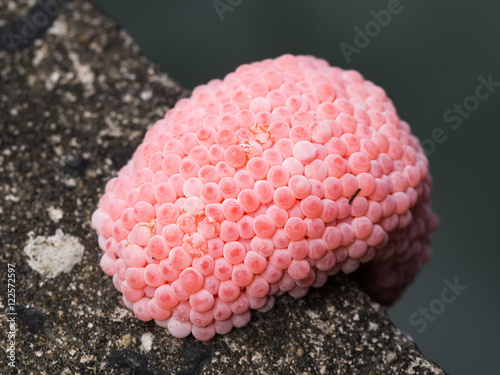 Snail Eggs Perched on The Edge photo