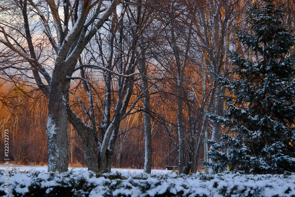Fototapeta premium Winter Trees at Sunset