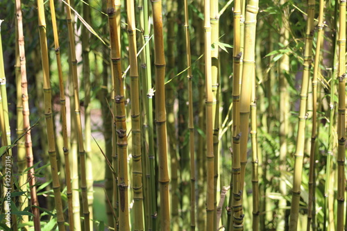 Bamboo Background Green