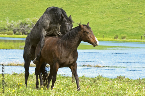 Horses (Equus caballus) Male and Female. Stallions in this area are often turned out with mares and foals and allowed to breed as mares come into estrus. Ranch, southwest Alberta, Canada.