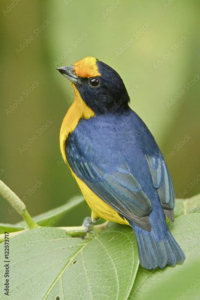 Violaceous Euphonia (Euphonia violacea rodwayi) perched on a branch in Trinidad and Tobago. Violaceous Euphonia (Euphonia violacea rodwayi) perched on a branch in Trinidad and Tobago.