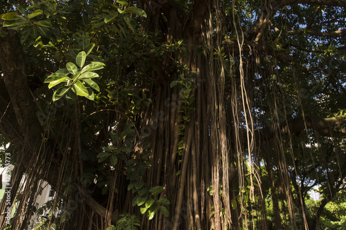 A trip to the nature of Jaqueira Park in Recife.