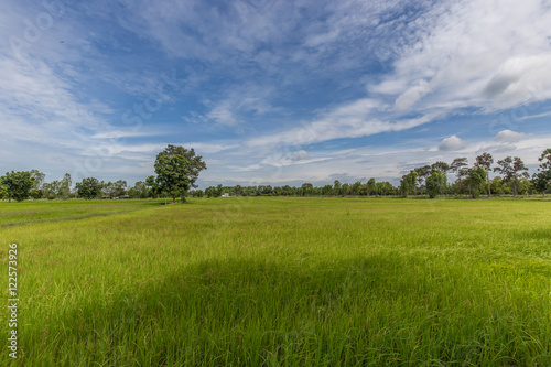 Paddy jasmine rice farm with beautiful sky in Thailand © 220 Selfmade studio