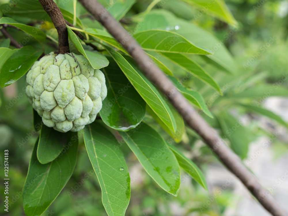 Custard Apple Fruit Custard Apple Fruit