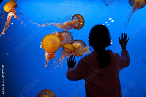 Young girl observes Jellyfish display at Shaw Ocean Discovery Centre Aqaurium, Vancouver Island. photo