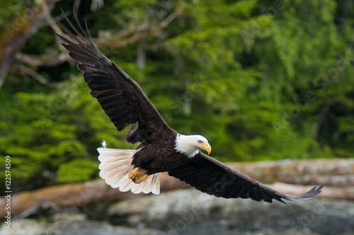 Canvas-taulu American Bald Eagles