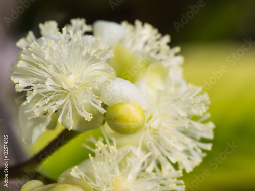 White Pollen of Dillenea photo
