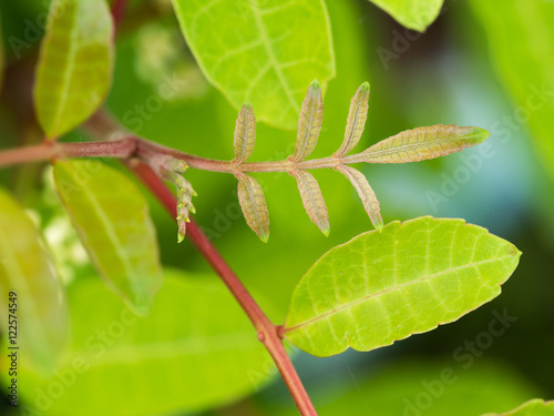 The Brazilian Pepper-tree Leaflet