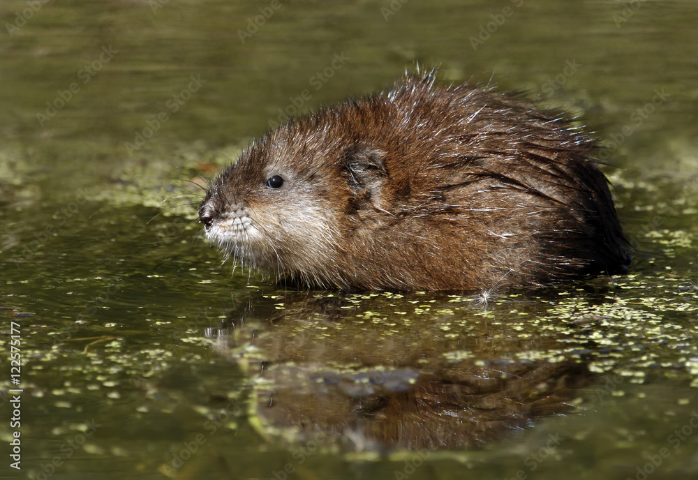 Muskrat (Ondatra zibethicus) in a pond near Saskatoon, Saskatchewan Muskrat (Ondatra zibethicus) in a pond near Saskatoon, Saskatchewan