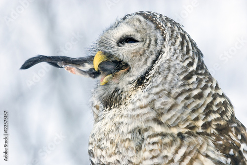 Barred owl ingesting northern flying squirrel, Alberta, Canada