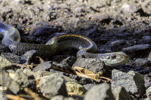Gardener snake among rocks