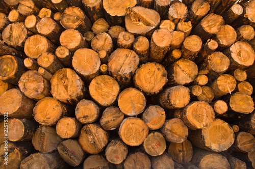 Wood  Lumber   Trees