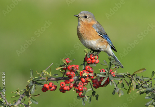 Eatern Bluebird, Houston, Texas, USA