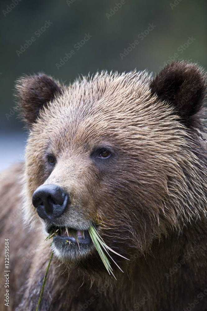 Grizzly Bear, ursus arctos horribilis, Khutzeymateen, British Columbia Grizzly Bear, ursus arctos horribilis, Khutzeymateen, British Columbia