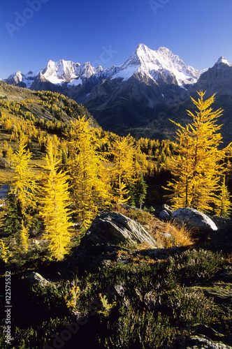 Larch in fall colours at Sunrise, Columbia Mountains. Jumbo Pass, Jumbo Mountain, British Columbia, Canada. photo